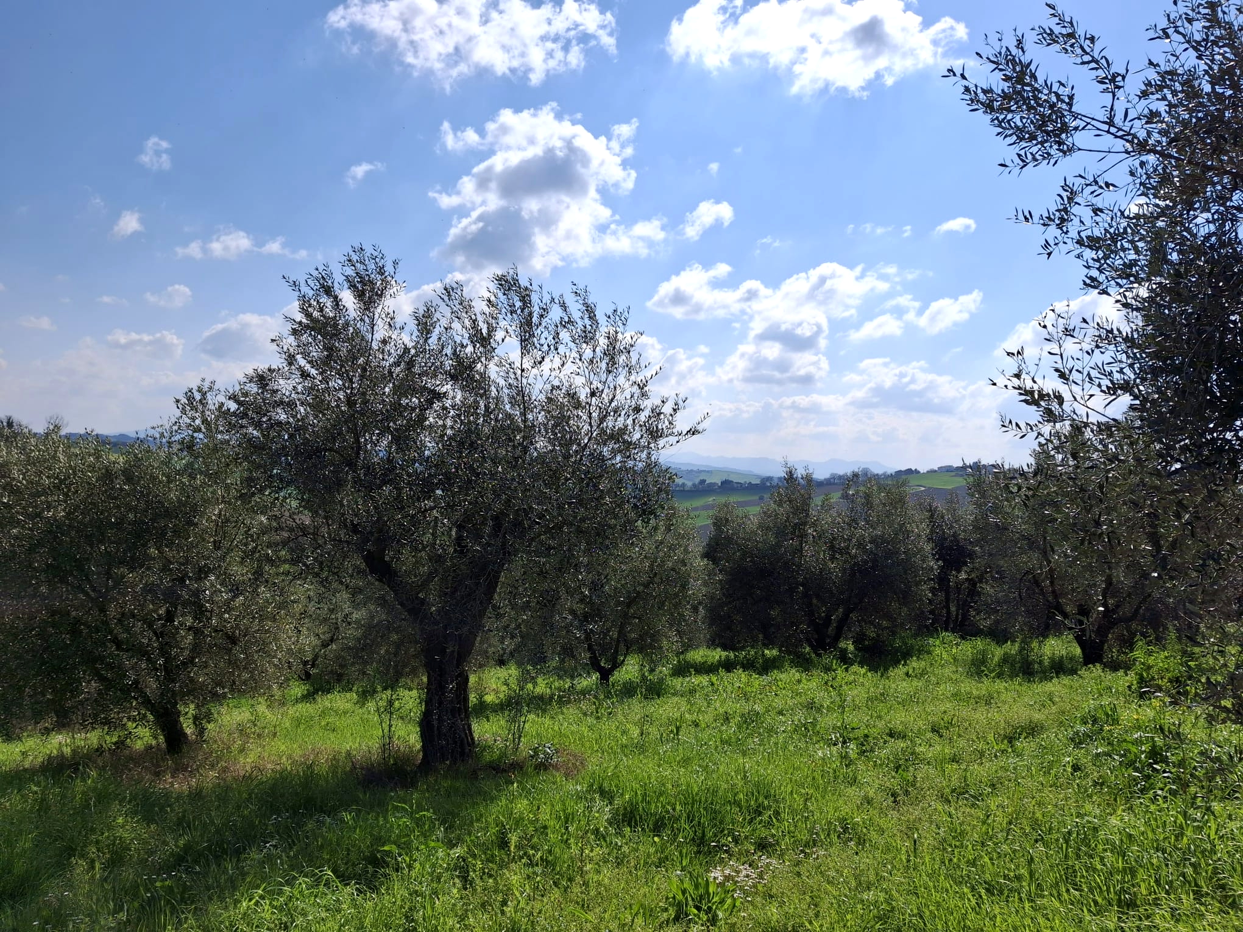 Oliveti L'Acino Verde