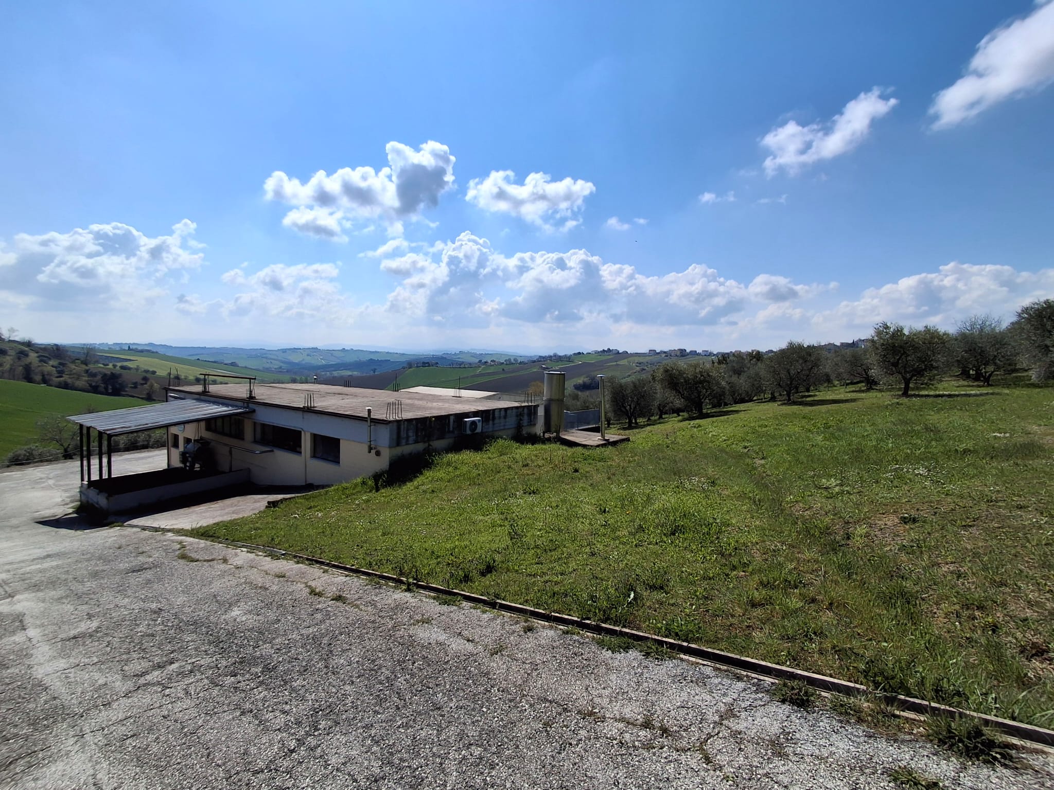 Lavorazione olive